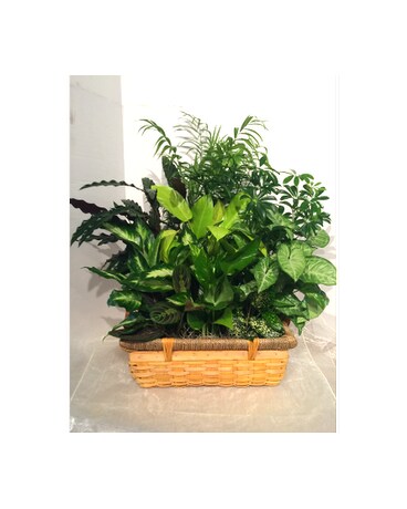 Premium Dish Garden