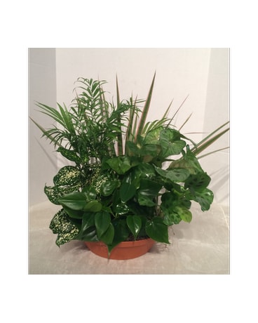 Terracotta Dishgarden