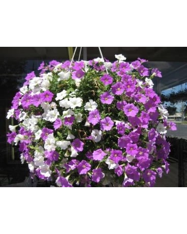 Supertunia Hanging Basket