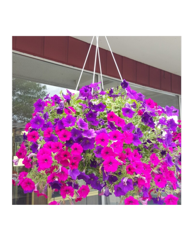 12 Supertunia in Westland MI - Westland Florist & Greenhouse