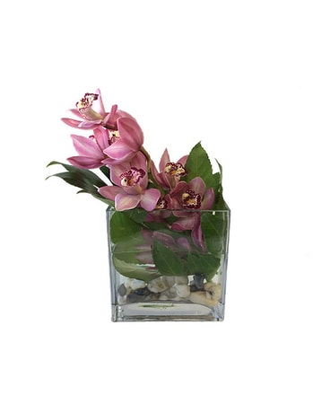 Single Mini Cymbidium