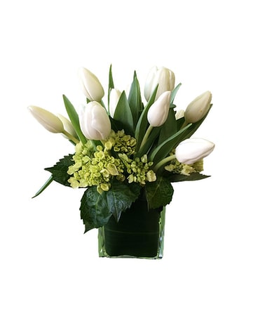 Tulip Bliss