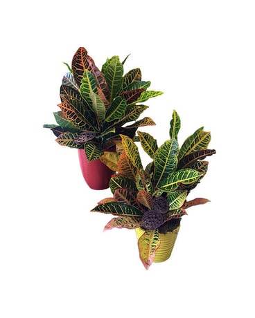 Croton Plant Plant