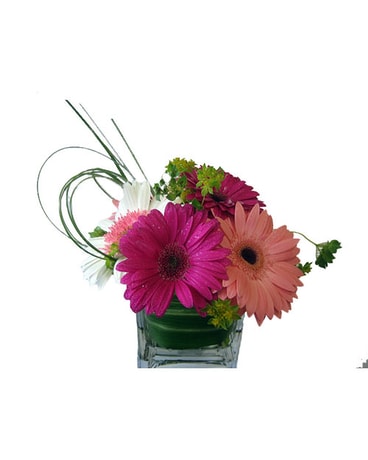 Posh Pink Gerberas