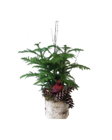 Norfolk Woodland Pine