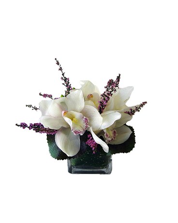 Orchid Love