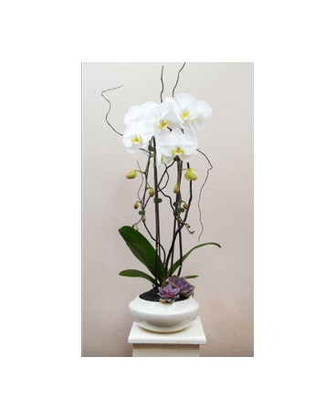 Elegant Orchid White