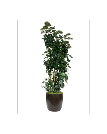 Fabian Aralia Tree