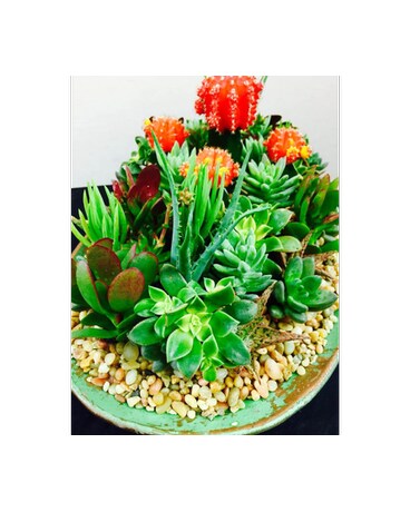 Succulent Garden