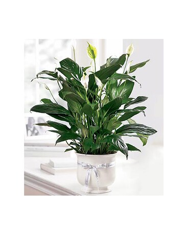 Comfort Planter
