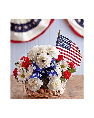Yankee Doodle Pup