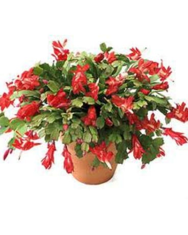 Zygo Cactus Flower Arrangement