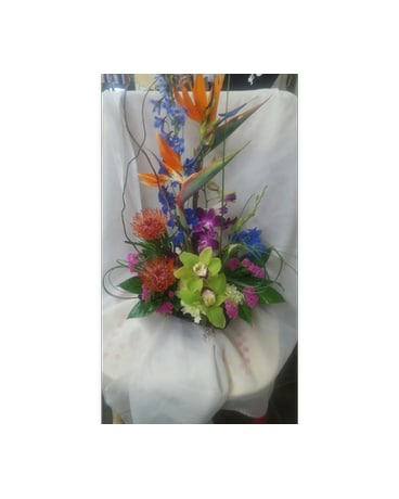 Birds of Paradise