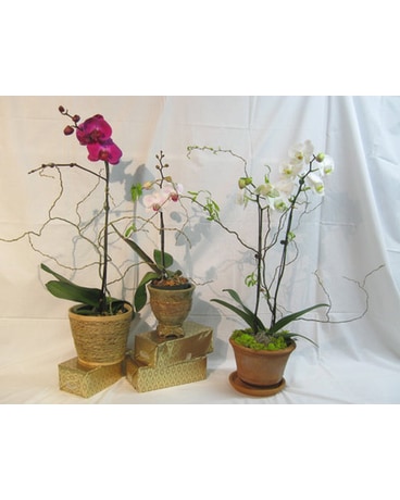 Assorted Orchid Plant
