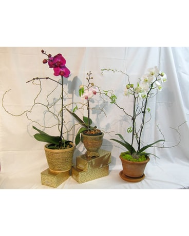 Phalaenopsis Orchids