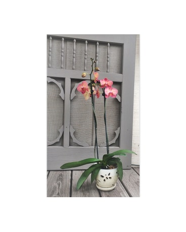 Splendid Orchid