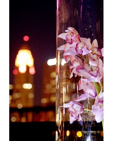 Orchids at night