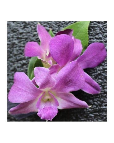 Orchid boutonniere