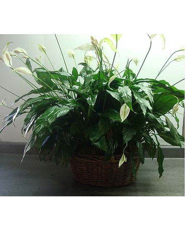 Double Peace Lily