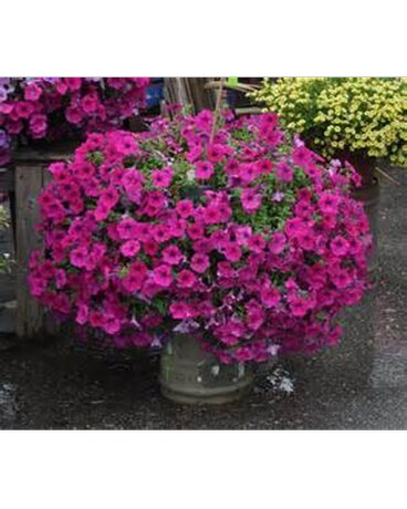 Pink Petunia Hanger