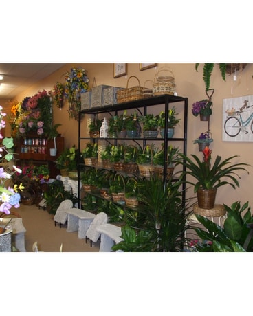 PLANTS AVAILABLE