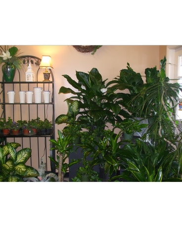 As Shown size,  inches height and  inches wide.