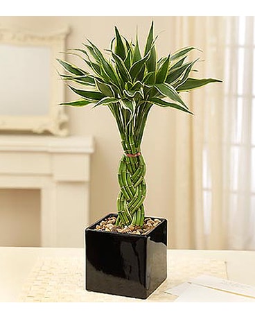 Modern Bamboo