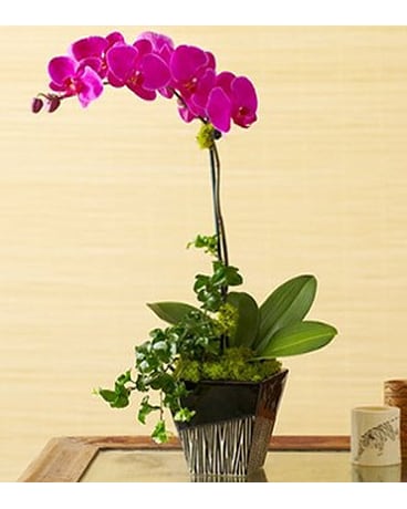 Magenta Orchid Medley