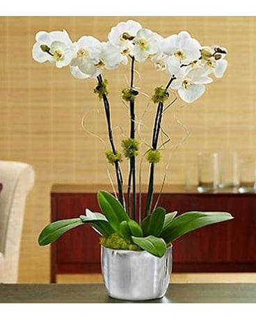 White Celebration Orchids
