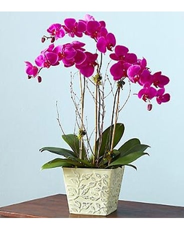 Alluring Magenta Orchid Garden