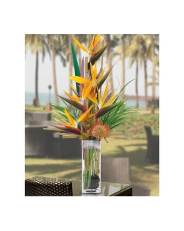 Birds of Paradise