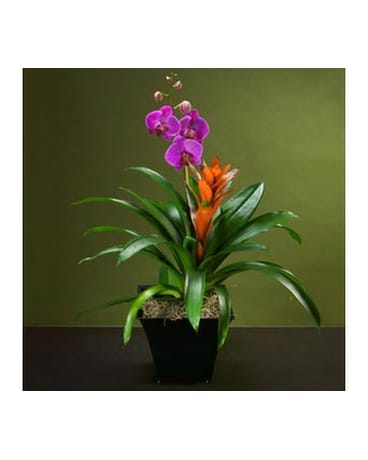 Tropical Plant Garden