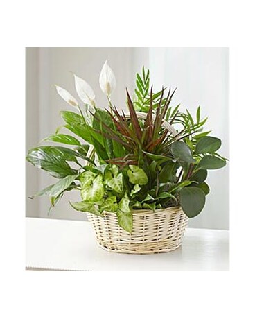 Classic Dish Garden