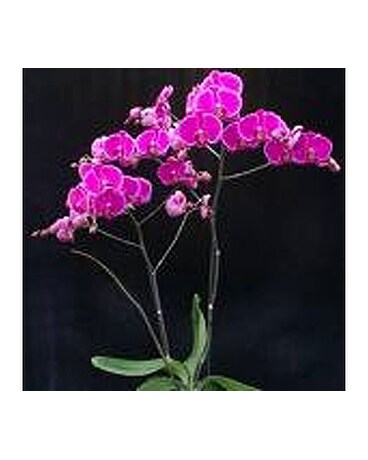 SALE$59.99
Fuscia Phalaenopsis Orchid