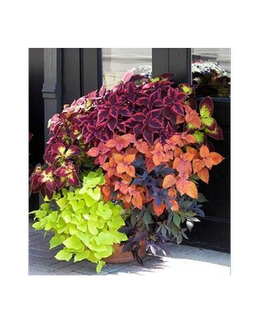 Custom Plant Designs