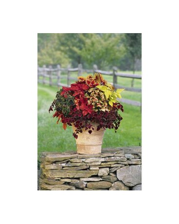 Custom Plant Designs