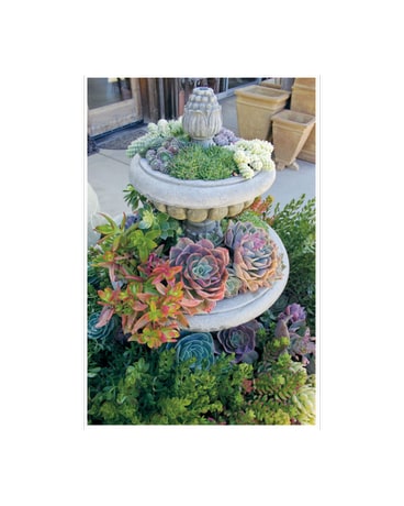 Custom Plant Designs
