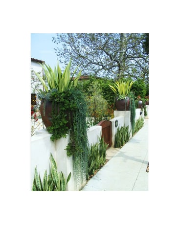Custom Plant Designs