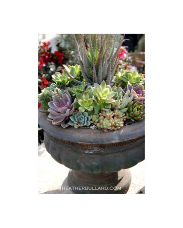Custom Plant Designs