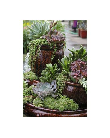 Custom Plant Designs