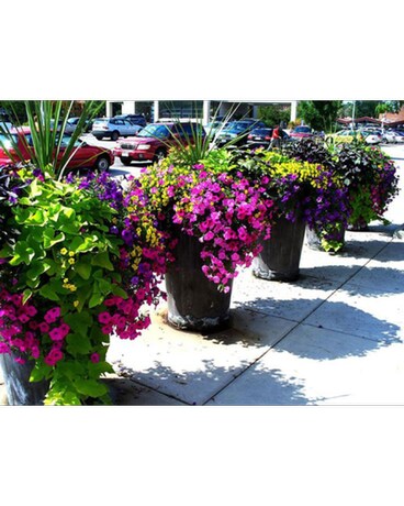 Custom Plant Designs