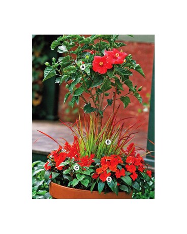 Custom Plant Designs