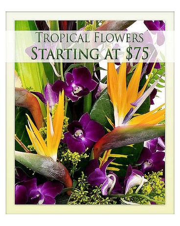 Designer Choice Tropical