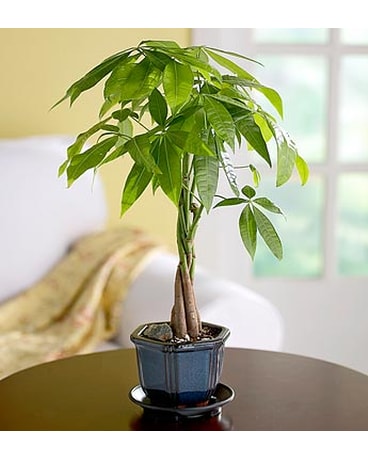 Money Tree