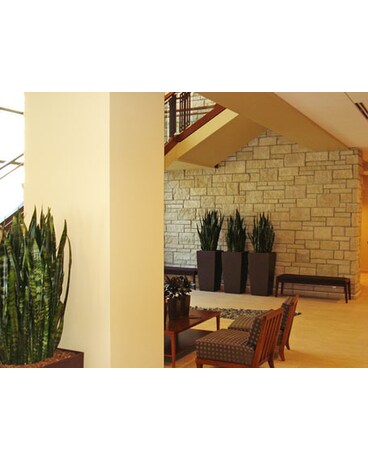 interior plantscape design and maintenance in manhattan ks interior plantscape