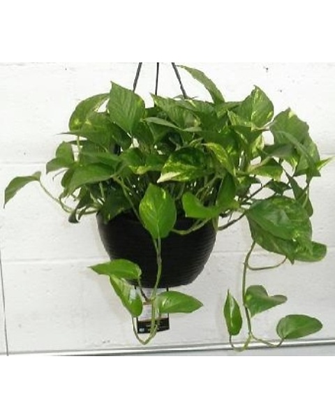 Golden Pothos Hanging Basket in Chicago IL - Chicago Flower