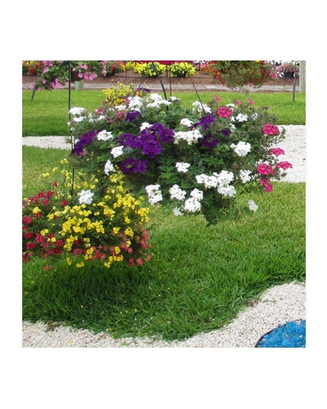 Mixed Combo Hanging Basket