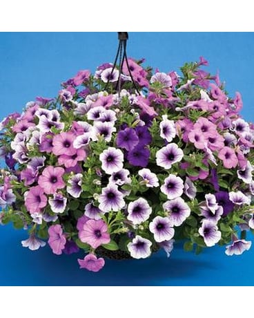 Petunia Hanging Basket