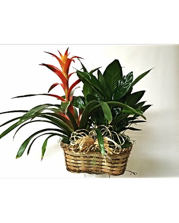 Peaceful Bromeliad