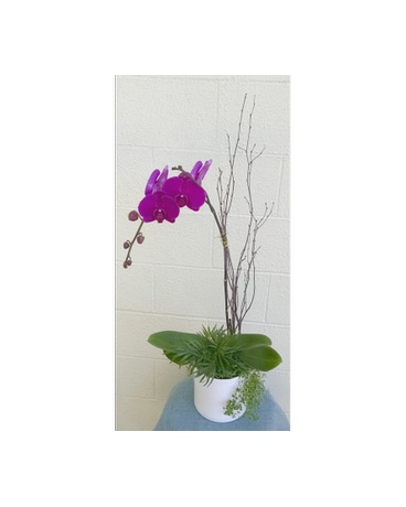 Orchid Planter Flower Arrangement